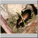 Amara cf aenea - Laufkaefer 02b 10mm Lehmkuhle.jpg